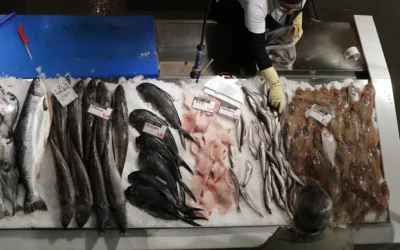 ¿Comemos el plástico que comen los peces? Sí, y también sus contaminantes