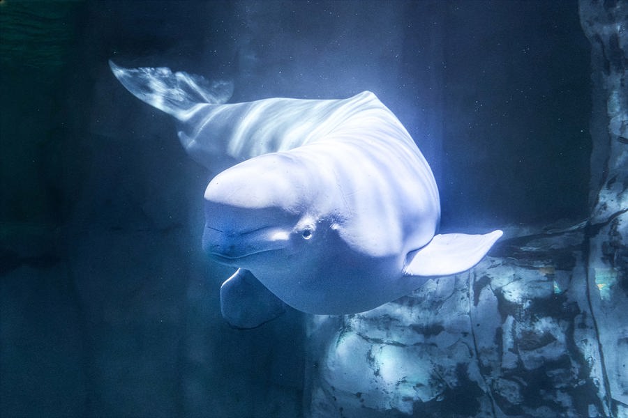 Fallece en el Oceanogràfic de Valencia una de las belugas rescatadas de Marineland Canadá