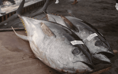 Los consumidores cambian sus hábitos de consumo de pescado por la salud del océano