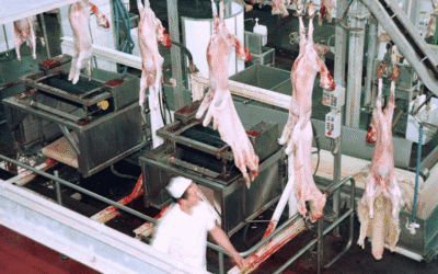 La CE registra dos iniciativas sobre sacrificio de animales y etiquetado de alimentos