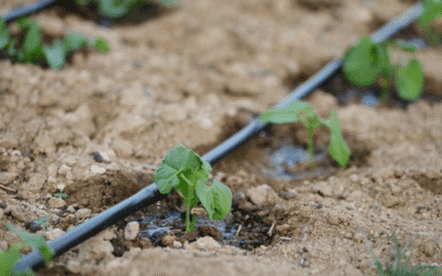 Destinan 9 millones de euros en ayudas para la utilización racional del agua en la agricultura
