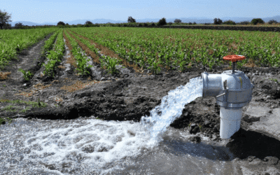 WWF denuncia el robo de agua y la sobreexplotación en seis acuíferos
