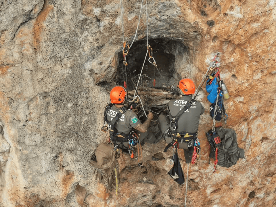 Reconstruyen nidos de águila perdicera destruidos en el incendio de la Sierra de Espadán