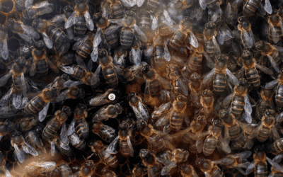 Las especies de abejas en Europa están perdiendo terreno desde hace un siglo