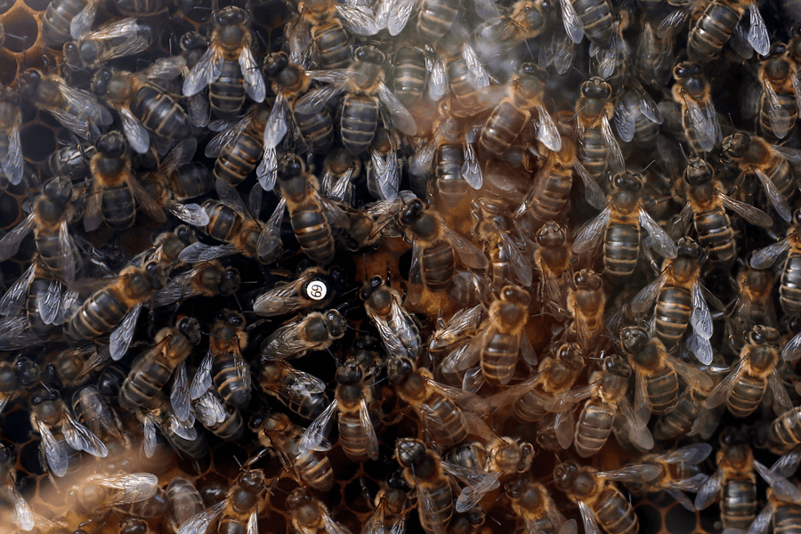 Las especies de abejas en Europa están perdiendo terreno desde hace un siglo