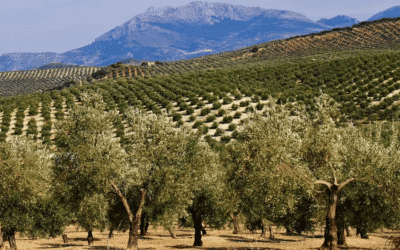 El sector del AOVE teme no recuperar los consumidores «perdidos» por el alza de precios