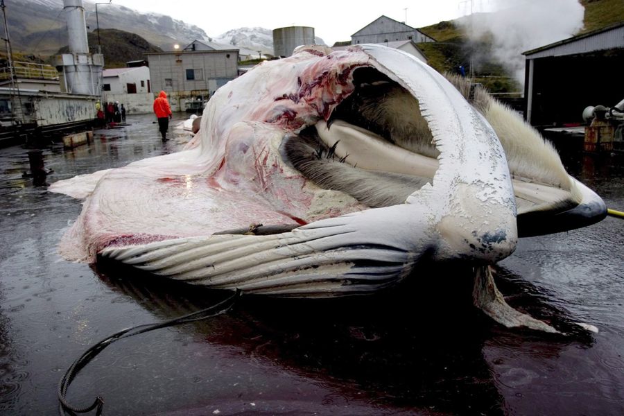 Vuelta a la caza de ballenas, unos cetáceos en la Lista Roja de la UICN