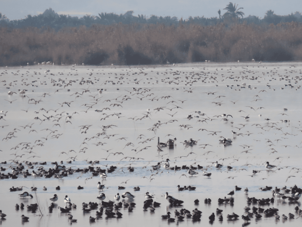 Registradas cerca de 178.000 aves acuáticas invernantes, la segunda cifra más alta desde 1984