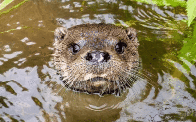 Recuperación y regreso de la nutria a Alicante tras décadas de ausencia