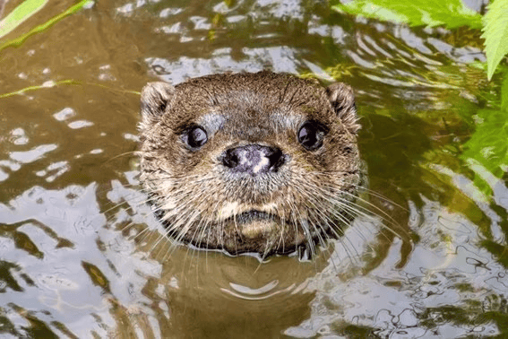 Recuperación y regreso de la nutria a Alicante tras décadas de ausencia